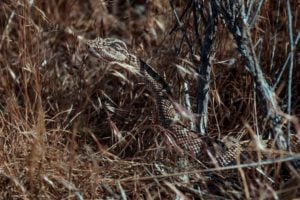 image005