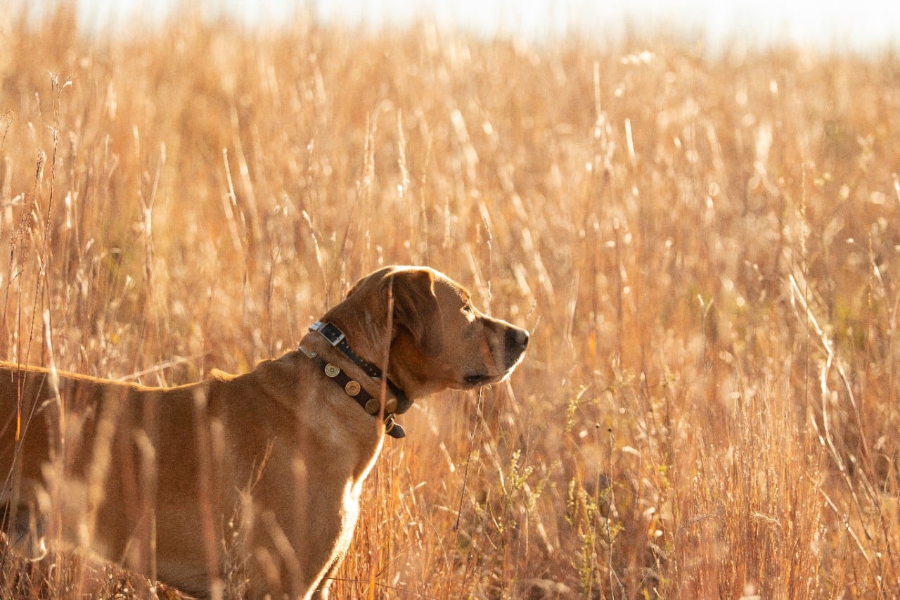 The global pandemic has provided many unique challenges when it comes to raising dogs.