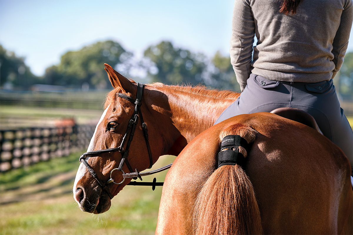 A horse wears the Blaze equine wellness system on its tail.