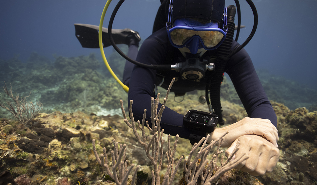 A diver swimming next to coral while checking their dive computer.